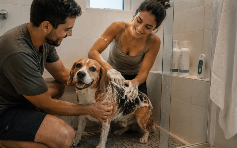 Como Dar Banho em Cachorro em Casa: Frequência Certa, Produtos e Técnica Passo a Passo